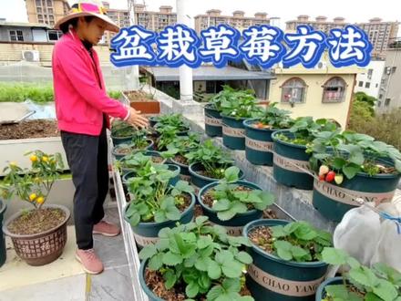 盆栽草莓做好5点,新手也能种出香甜的草莓,很实用#我要做爆款 #种草莓 #盆栽草莓