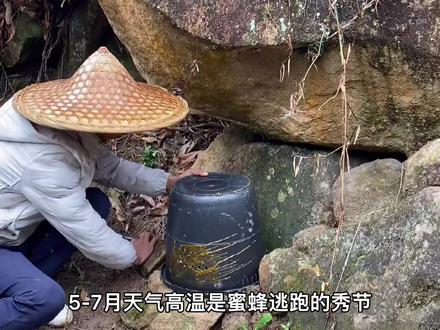 想养蜜蜂的朋友们不要错过今年春天这个机会了,高峰期准备到来了,提前摆放诱蜂桶,#我的乡村生活 #户外找蜂 #山里生活 #户外生活 #中蜂养殖 #诱蜂水 #我的农村生活 #野外 #蜜蜂