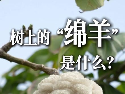 长在树上的“小绵羊” 这个季节广东道路上又飘起了特别的“雪花”,它们到底是什么植物呢?#植物科普#木棉#美丽异木棉#世界之最科学漫游指南#科普新锐扶持计划