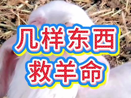 几样东西救羊命#养羊#养羊人#养羊技术