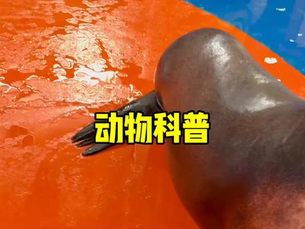 海狮亲嘴被发现时会干嘛?#海狮表演 #动物科普 #搞笑视频