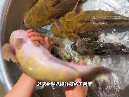 笋壳鱼入侵中国40多年,为啥没泛滥反被吃到濒危? #知识前沿派对 #抖音知识年终大赏 #神奇动物在抖音 @抖音科普 #科普 #笋壳鱼