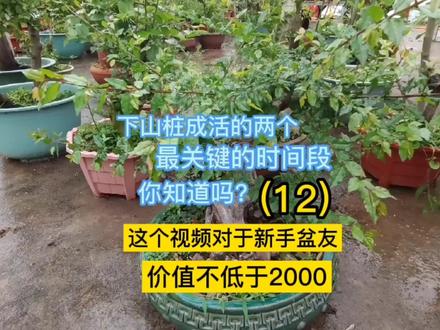 一个对于新手盆景价值2000的经验,一个其他人都不愿意分享的经验