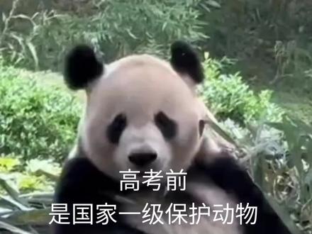 高考前后对比!
#搞笑视频 #高考前后的你 #笑死