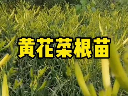黄花菜营养丰富,非常好吃,市场卖的贵不如在家种,种苗就在小黄车#家庭种植