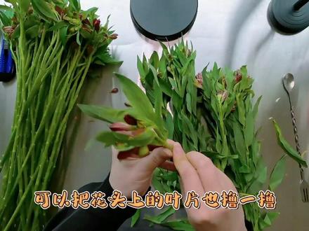 养不好鲜切花的小伙伴看过来~秘密武器在最后哟#植物