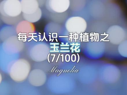 玉兰花的花语是:“友谊长存”#花语 #玉兰花 #情感共鸣