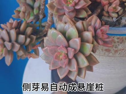 养肉十年还没养死的六款多肉品种
#紫乐##淡雪 #冬美人