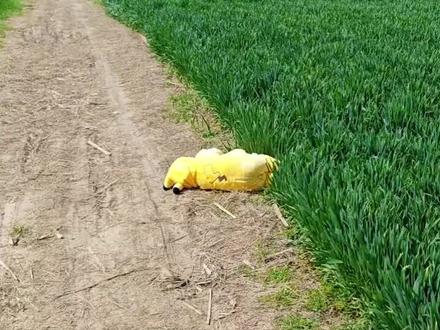 宝宝:我是从哪里来的
妈妈:路边捡的 视频为证#玩着玩着就睡着了 #说睡就睡#人类幼崽迷惑行为大赏