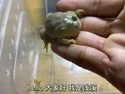 #小丑蛙 #开箱视频