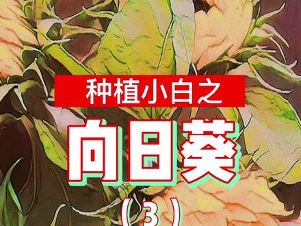 不是说向日葵枯萎后,会结瓜子吗?为什么我的没有瓜子?#种向日葵 #全民摸冰领消暑补贴 @京东潮电