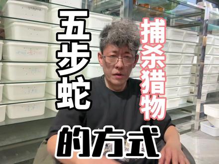毒蛇是如何捕食猎物的,毒液有消化食物的作用吗?#五步蛇 #短尾蝮 #竹叶青
