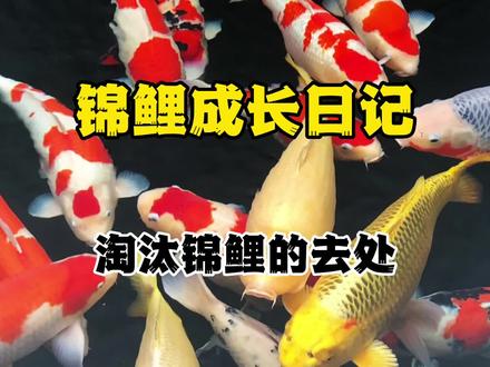 淘汰的锦鲤水花到哪里去了?看完你就全明白了#锦鲤 #锦鲤水花 #养鱼日记 #观赏鱼 #锦鲤鱼池