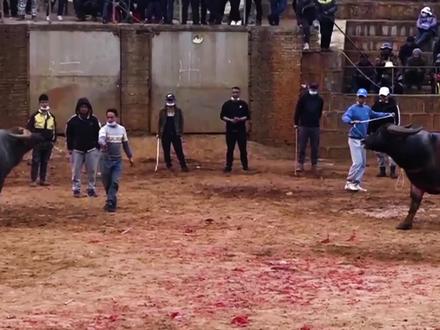 19号牛王偷袭大碰,又碰又抠,可惜中途牛脚断了,牛主弃权 #斗牛爱好者 #斗牛 #斗牛视频