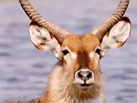 黄羊和羚羊有什么区别? 黄羊和羚羊是两种不同的动物,黄羊属于牛科,体型较大,四肢强健,通常有较短的角,呈螺旋状或直立状,主要生活在亚洲的草原、荒漠和半荒漠地区,是耐旱的动物,主要以草本植物为食。羚羊大多数属于羚羊亚科,体型较为纤细,四肢修长,它们的角一般较长,形状多样,有的呈环状、螺旋状或其他形状,多分布在非洲和亚洲的草原、丛林和荒漠地带,它们的食性和生活习性根据种类而有很大差异。