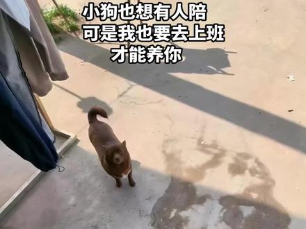 它不会说话
但是它什么都懂 小狗也想有人陪,可是我也要去上班 挣钱才能养你#狗狗的心思都写在脸上了 #可乐小狗 #真实生活分享计划