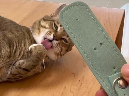 这孩子没救了…… #大咪和小咪的日常 #万物可爱计划 #可爱在我家