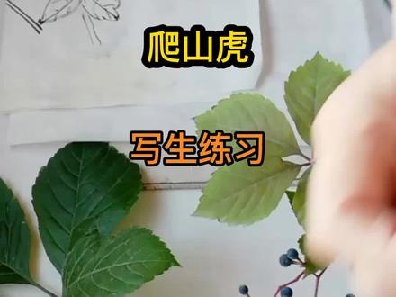 学习爬山虎顽强向上的精神。#感谢抖音 #抖音小助手 #记录身边的美好