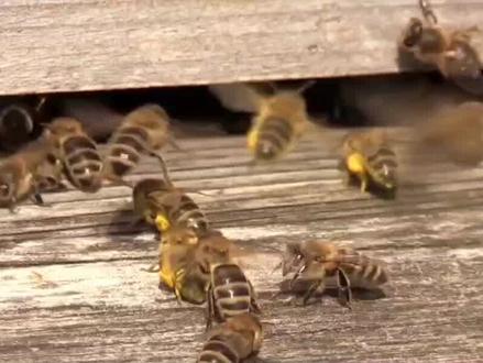 春繁时单脾蜜蜂如何繁殖的办法 #养蜂技术 #中蜂养殖 #中蜂上续箱 #土蜂蜜 #中华蜜蜂 #养蜂人 #养蜂生活