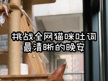 🤨猫界最硬核晚安!不服来战!biubiubiu🐒