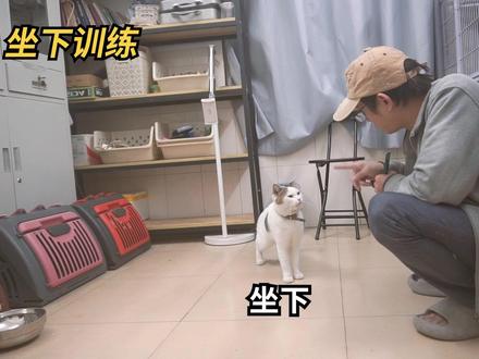 三分钟让猫学会握手坐下-猫行为训练 #教猫握手 #训猫 #养猫经验分享 #新手养猫 #训猫教程