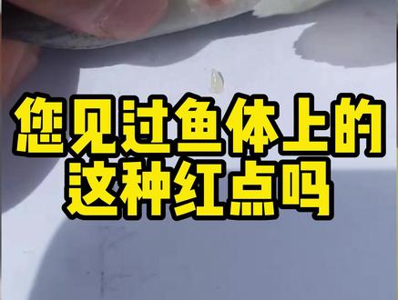 您见过鱼体上这种红点吗#水产养殖