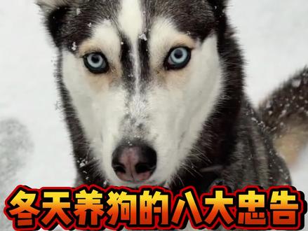 冬天养狗八大忠告,养狗人一定要知道#养狗经验分享 #萌宠 #宠物知识 #宠物科普 #养狗小知识