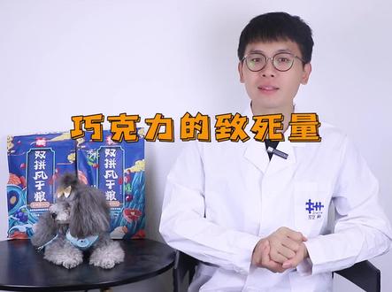 都知道犬猫不能吃巧克力,那你知道为什么不能吃吗?#抖音动物图鉴 #柯基 #狗狗 @抖音自然