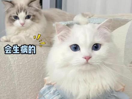 猫不是杂食性动物,不要以计量来说事情,不能吃就是不能吃哦#科学养宠攻略 #宠物知识小课堂 #养宠进阶指南