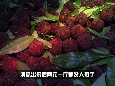 35跌到2块连商贩都不进,药水杨梅是怎么毁的? #杨梅 #食品安全 #抖音精选#科普 #美食