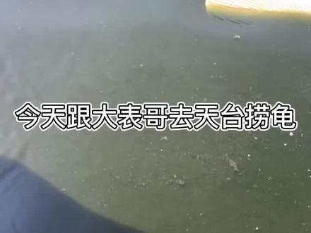 今天去到养殖户家天台捞些种龟30 一斤。广大龟友 我亏吗#火焰龟