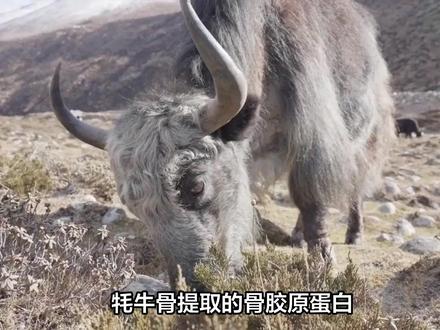 从牦牛骨提取的骨胶原蛋白肽为什么更适合人体吸收