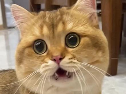 #金渐层 #蓝猫 能生出啥?#小奶猫 拆盲盒啦!宝宝们有点费墨!