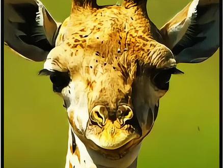 当长颈鹿妈妈为了幼崽卧倒的那一刻,方知动物母爱的伟大#野生动物 #长颈鹿 #动物母爱 #动物幼崽 #巨兽