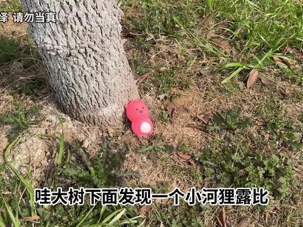 大树下捡到5只露比,打开里面有各种小露比,最后找到宝石苹果! #寻宝 #开箱 #捏捏乐