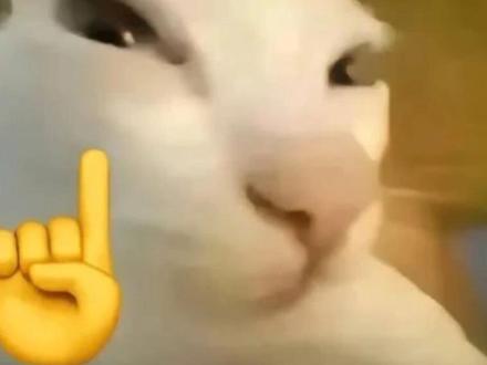 比比比比比拉布比比比比比拉布布#猫meme #比比拉布 #我的刀盾 #bounce