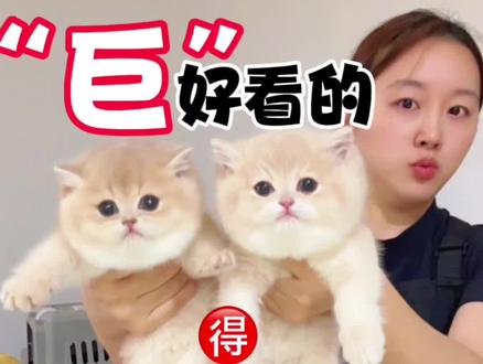 竟然这么好看! #日常vlog #日常唠嗑 #紫金渐层 #紫金