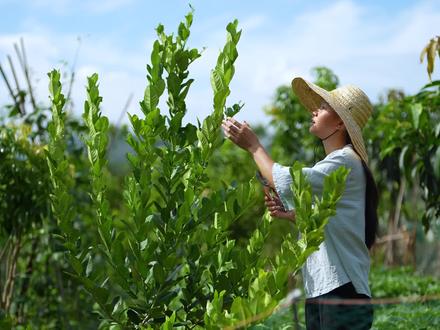 柠檬树全身上下都是宝,摘些柠檬叶回去,晚上做一道柠檬叶焗大虾#乡村守护人 #抖音乡村生活家 #新农人计划2023