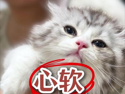心软是养出乖猫的最大阻碍,再坚持一下,说不定它就服软了。不管是咬人还是不让摸,坚持给它脱敏,一天不行就几天。错过矫正小猫行为的黄金期(3-6个月),等它成年就很难纠正啦。#养猫经验分享 #养猫新手 #撸猫的正确方式 #萌宠出道计划