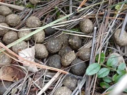 望月砂为兔科兔属动物东北兔和华南兔等野兔的干燥粪便,表面呈圆形,味辛,性寒。