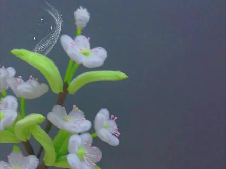 扭扭棒手作-梨花教程 梨花淡白柳深青,柳絮飞时花满城。#扭扭棒梨花教程 来了!把诗词里的春天留下来✨#扭扭棒教程#手工教程#国风手工教程#扭扭棒