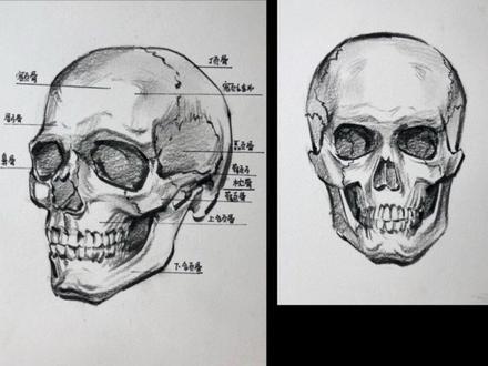 速写骷髅头画法#手绘 #画画 #美术生