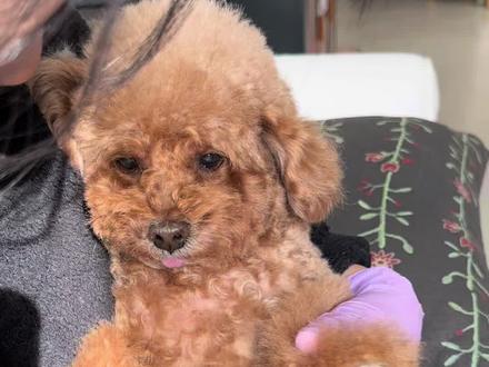 18岁狗子的牙齿状态,满足你们给狗狗保养牙齿的好奇心#狗狗 #萌宠出道计划 #是宠物更是家人 #日常vlog #老年狗