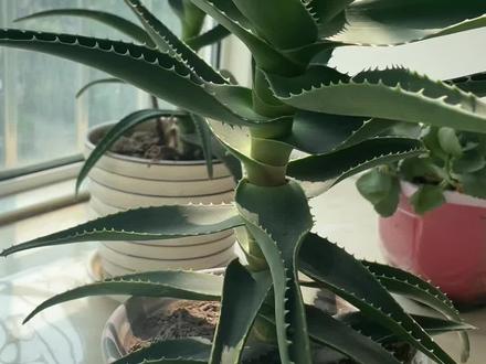 养芦荟有什么好处#养花#花卉绿植 #养花小知识 #爱生活爱养花