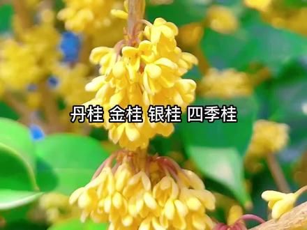 #金桂 #丹桂 #银桂 #四季桂 你心目中的桂花之王是哪个品种?评论区交流一下吧#桂花 @抖音小助手