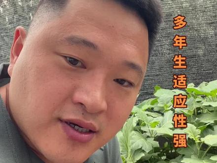 茄子嫁接用的砧木根力有多强大、遇土就生、遇水就长多年生长、根系强大、抗病极强。#茄子砧木种子#托鲁巴姆砧木种子#茄子嫁接苗#代育茄子嫁接苗#云南四川新疆茄子嫁接苗