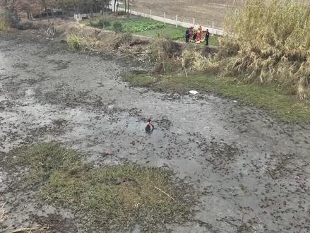 两名老人深陷淤泥,原因竟是... #摸河蚌 #老人闲不住 #消防救援一线