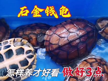 石金钱龟怎样养出高背好看的品相?只需3点做到位,事半功倍