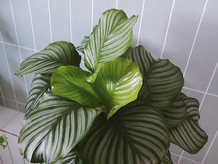 竹芋挺拔不倒伏的秘密