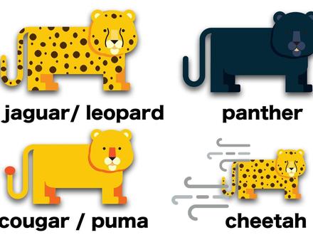 豹子的单词有6个,到底哪个是哪个 #英语学习 #考研 #雅思 #英语四六级 #高考 #金钱豹 @抖音文化站